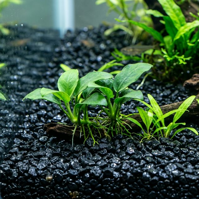 Чорний кварцовий ґрунт в акваріумі