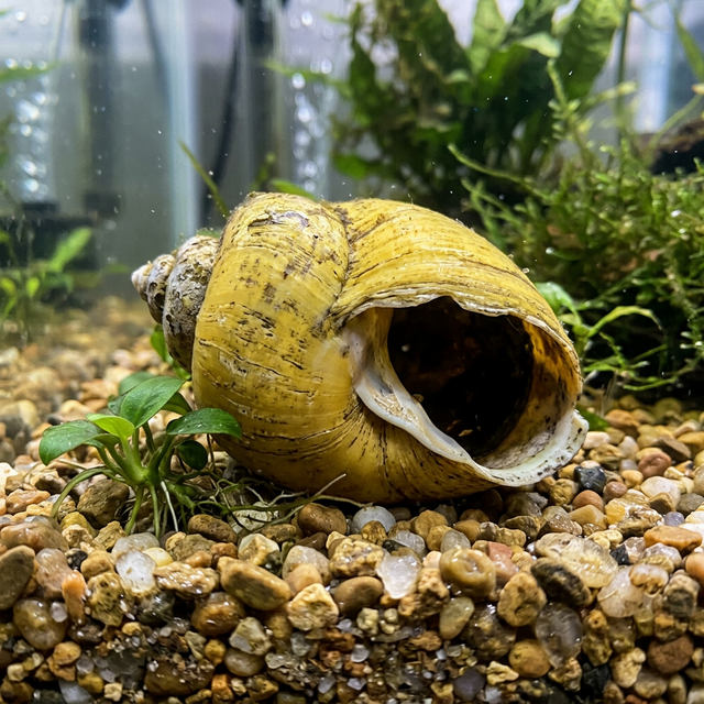 Порожня або мертва ампулярія на дні акваріума