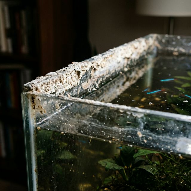 Вапняний наліт від випаровування води на краю акваріума