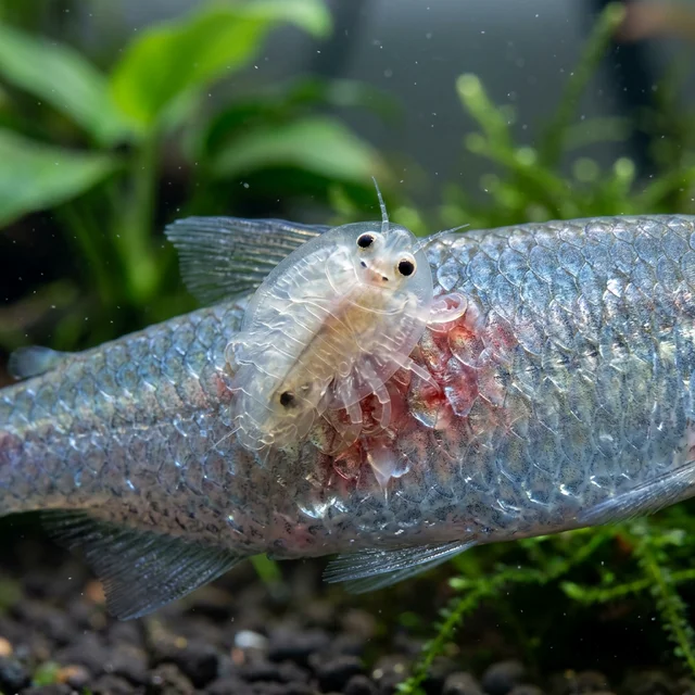 Карпоїд (Argulus) на тілі риби