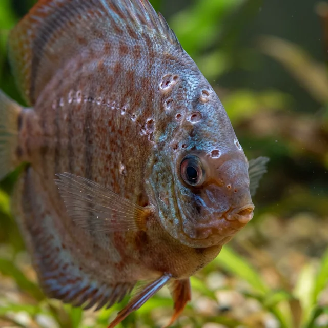 Гексамітоз на голові цихліди