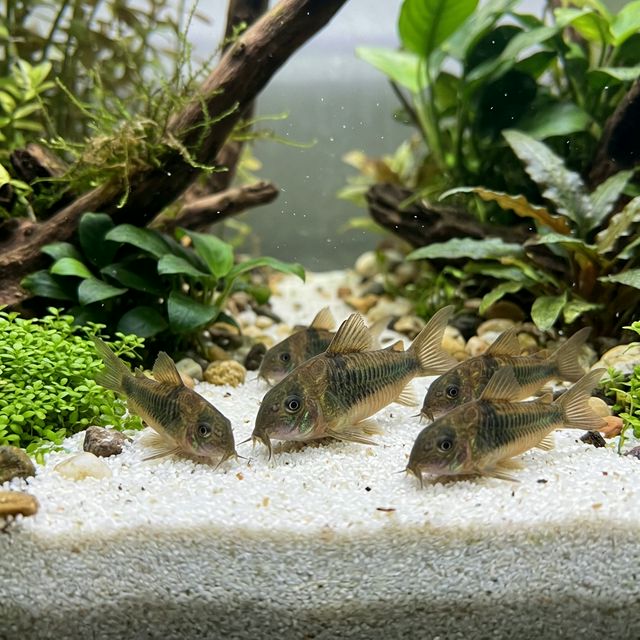 Сомик коридорас на піщаному дні