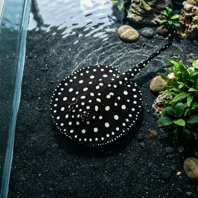 Скат Полька-Дот