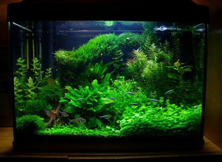 Акваріумні рибки