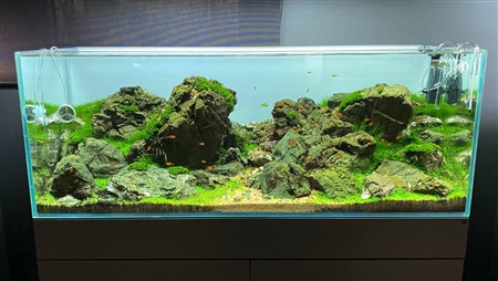 Морський коник