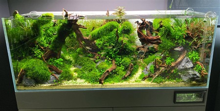 Рибка півник