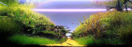 Золота рибка