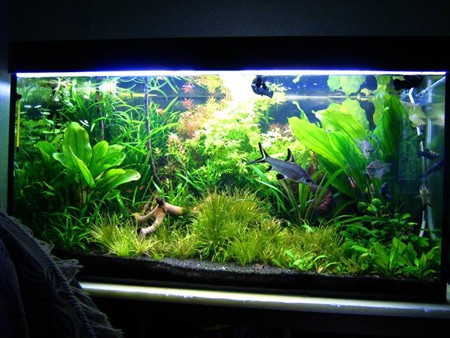 Синя креветка