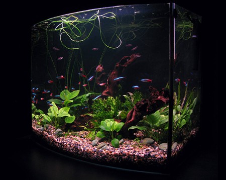 Мечоносець