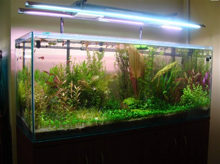 Криптокорина