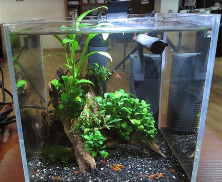 Буцефаландра