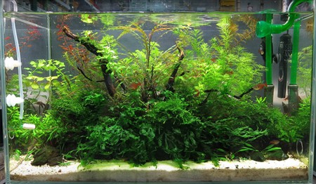 Годування риб