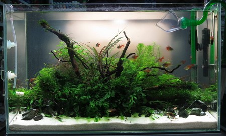 Амазонка стиль