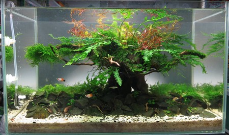 Креветка кристал