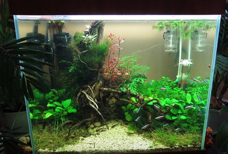 Півник синій