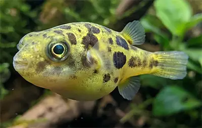 Тетрадон карликовий