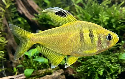 Лимонна тетра