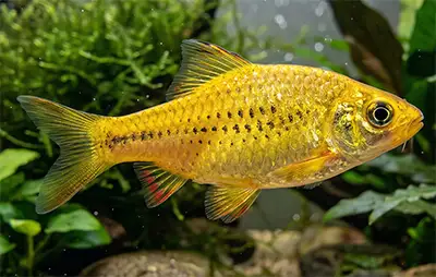 Золотий барбус