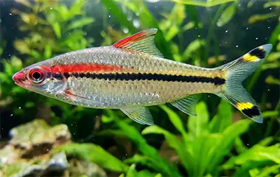 Барбус Денісоні