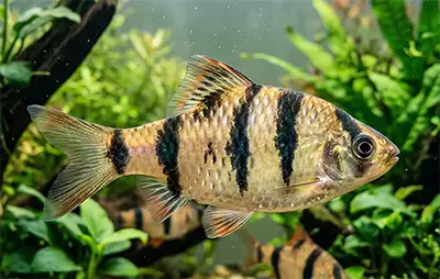 Барбус панда