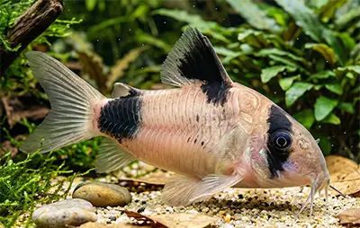 Коридорас панда