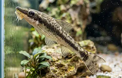 Отоцинклюс