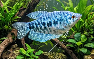 Гурамі мармуровий