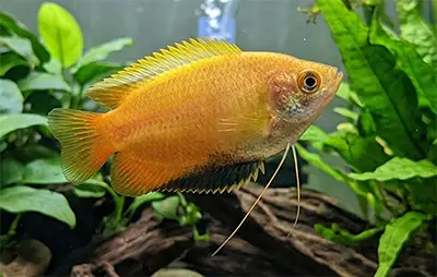 Гурамі медовий