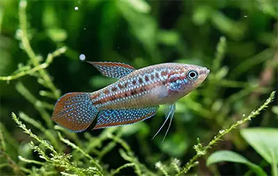 Гурамі карликовий