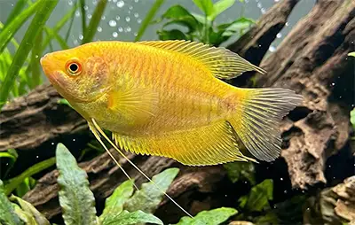 Гурамі золотий