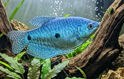 Гурамі синій