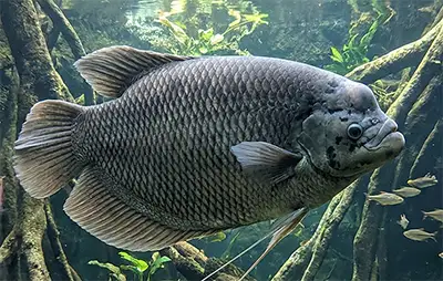 Гігантський гурамі