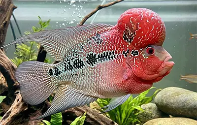 Флауер Хорн