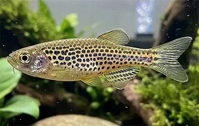 Даніо леопардовий