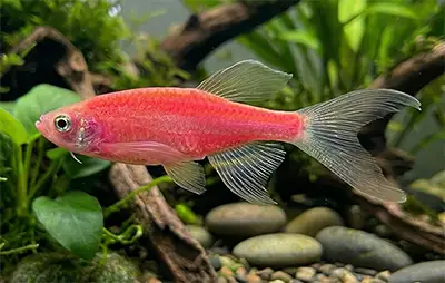 Даніо глофіш