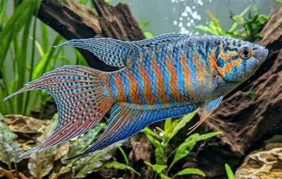 Райська рибка