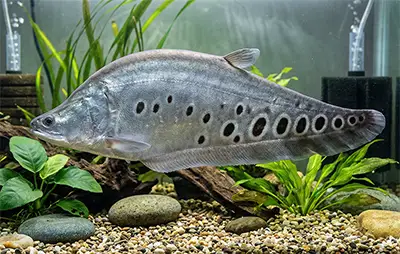 Риба-ніж індійський