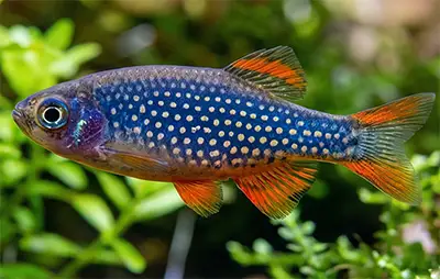 Мікророзбора галактика