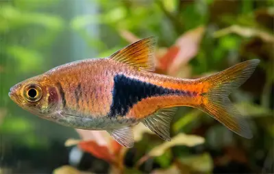 Розбора клиноплямиста