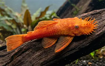 Анціструс супер ред