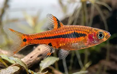 Борарас бриджит