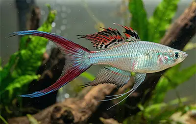 Іріатерина Вернера