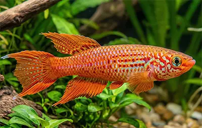 Афіосеміон